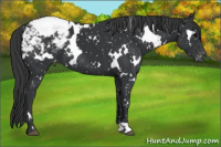 Horse Color:White Spotted Black Snowcap 