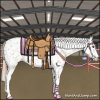 Horse Color:Chestnut Appaloosa