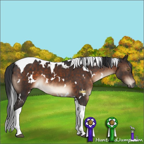 Horse Color:White Spotted Brown Tobiano 