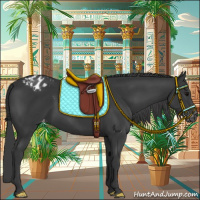 Horse Color:Black Appaloosa