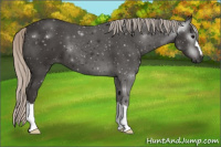 Horse Color:Gray Silver Black 