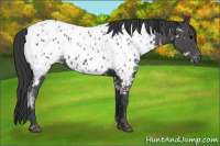 Horse Color:Black Ice Appaloosa 