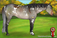 Horse Color:White Spotted Brown Dun 