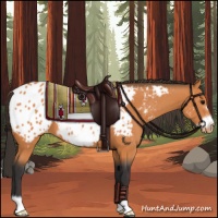 Horse Color:Bay Frame Appaloosa 