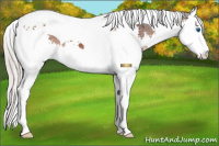 Horse Color:White Spotted Silver Brown Splash Tobiano 