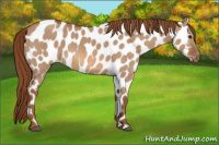 Horse Color:Red Dun Appaloosa 