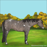 Horse Color:White Spotted Brown Ice Dun 