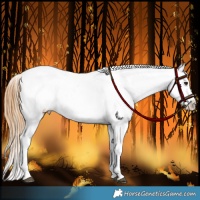 Horse Color:Chestnut Appaloosa