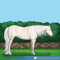 Horse Color:Silver Amber Champagne Dun Splash  and Silver Amber Champagne Dun Splash Frame 