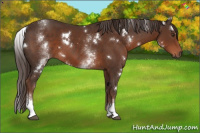 Horse Color:White Spotted Liver Chestnut 
