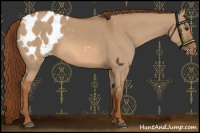 Horse Color:Red Dun Appaloosa
