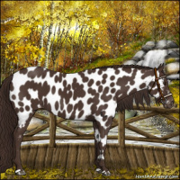 Horse Color:Liver Chestnut Appaloosa