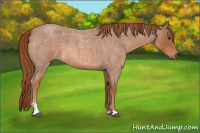 Horse Color:Red Roan Sabino 