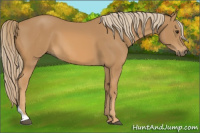 Horse Color:Chestnut Tobiano Rabicano 