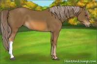 Horse Color:Chocolate Palomino 
