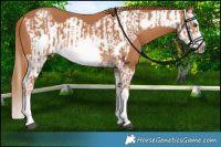 Horse Color:Chestnut Splash Frame  and Chestnut Splash Frame 