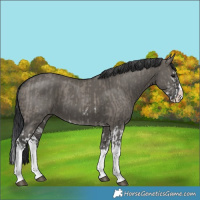 Horse Color:Grullo Sabino Splash  and Grullo Sabino Splash 