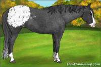Horse Color:Black Splash Appaloosa 