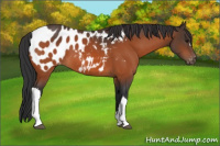 Horse Color:Bay Appaloosa