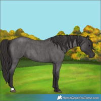 Horse Color:Smoky Blue Roan
