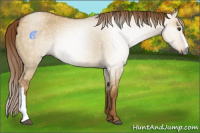 Horse Color:Gray Red Dun 