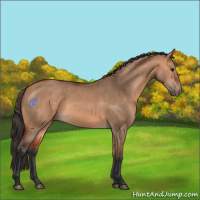 Horse Color:Bay Dun 