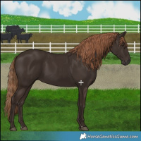 Horse Color:Liver Chestnut Rabicano 