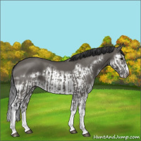 Horse Color:Grullo Sabino Splash  and Grullo Sabino Splash Frame 