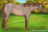 Horse Color:Red Roan 