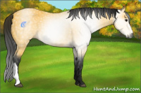 Horse Color:Gray Buckskin 