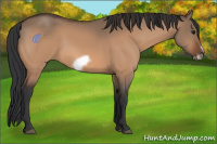 Horse Color:Bay Dun Frame 