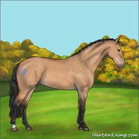 Horse Color:Bay Dun 