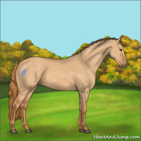 Horse Color:Red Dun 