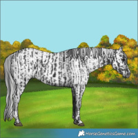 Horse Color:Black  and Gray Black 