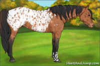 Horse Color:Bay Appaloosa  and Bay Appaloosa