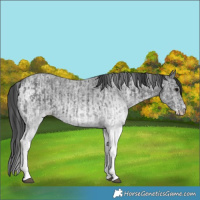 Horse Color:White Spotted Blue Roan Rabicano  and White Spotted Blue Roan Rabicano 