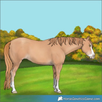 Horse Color:Gold Champagne Splash 