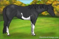 Horse Color:Black Tobiano 
