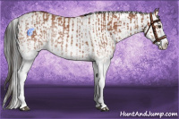 Horse Color:White Spotted Bay Splash and Gray White Spotted Bay Splash
