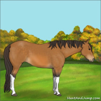 Horse Color:Buckskin 