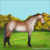 Horse Color:Gray Bay 