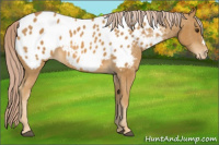Horse Color:Palomino Appaloosa 