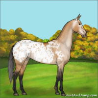 Horse Color:Gray Bay Dun Appaloosa 