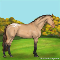 Horse Color:Bay Dun Appaloosa 