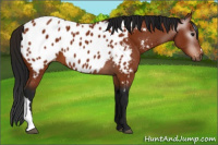 Horse Color:Gray Bay Appaloosa 