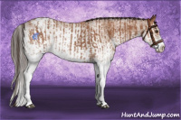 Horse Color:White Spotted Bay Splash Varnish  and White Spotted Bay Splash Varnish Rabicano 