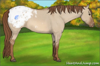 Horse Color:Red Dun Appaloosa 