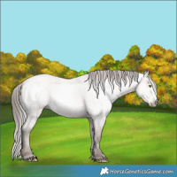 Horse Color:Gray Amber Champagne Roan Appaloosa