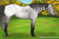 Horse Color:Gray Grullo Appaloosa 