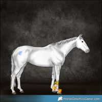 Horse Color:Gray Grullo Appaloosa 